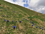 29 Diffusa fioritura di Gentiana acaulis (Genziana di Koch)  